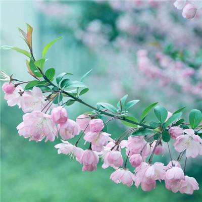 steampro超级蒸汽app下载